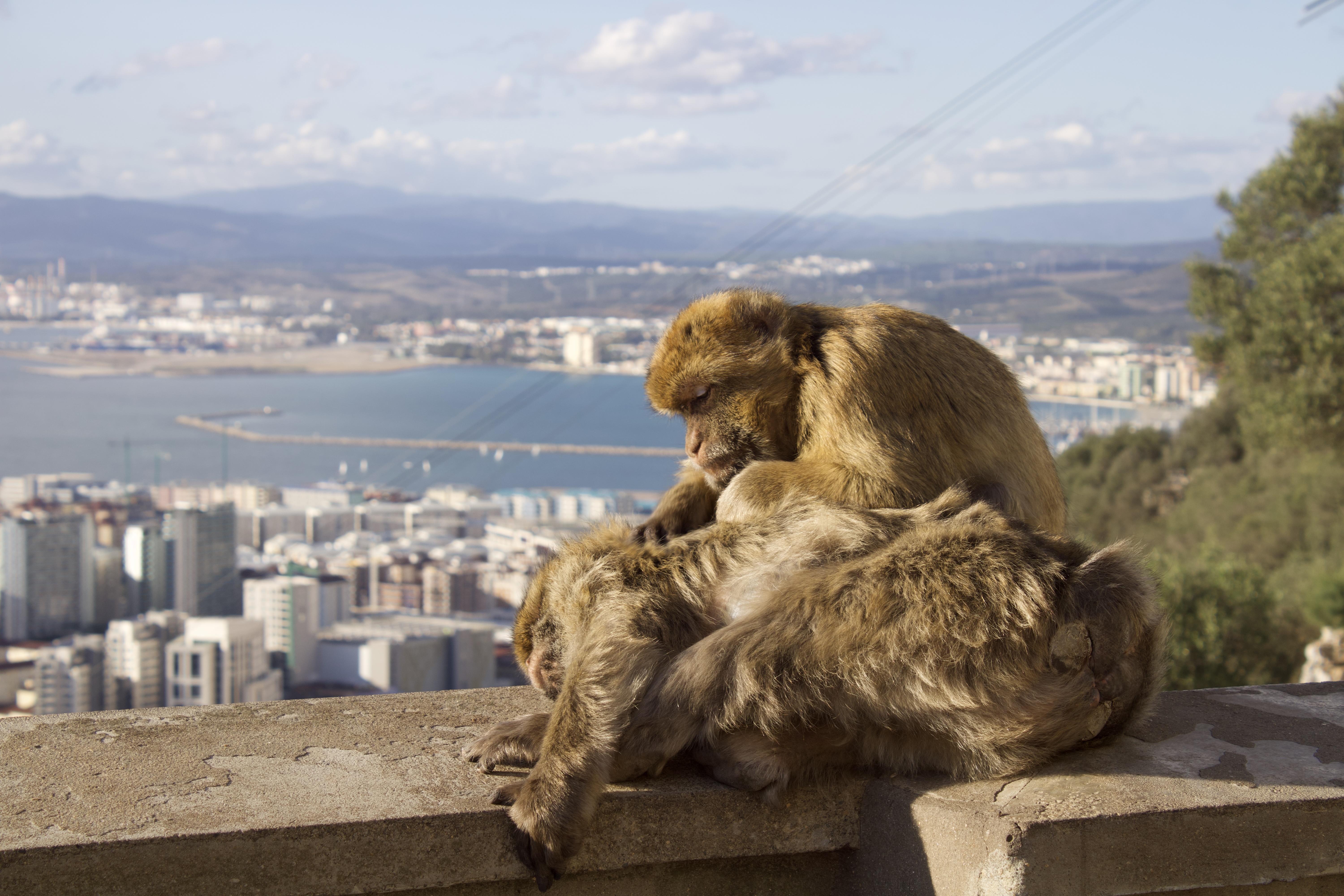 Monkeys in Gibraltar